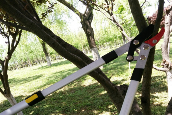 圖片展示 圖片展示