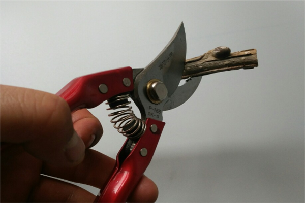 圖片展示 圖片展示