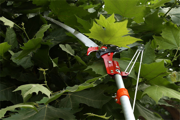 圖片展示 圖片展示